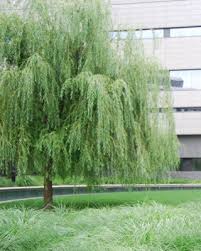 فروش درخت بید مجنون